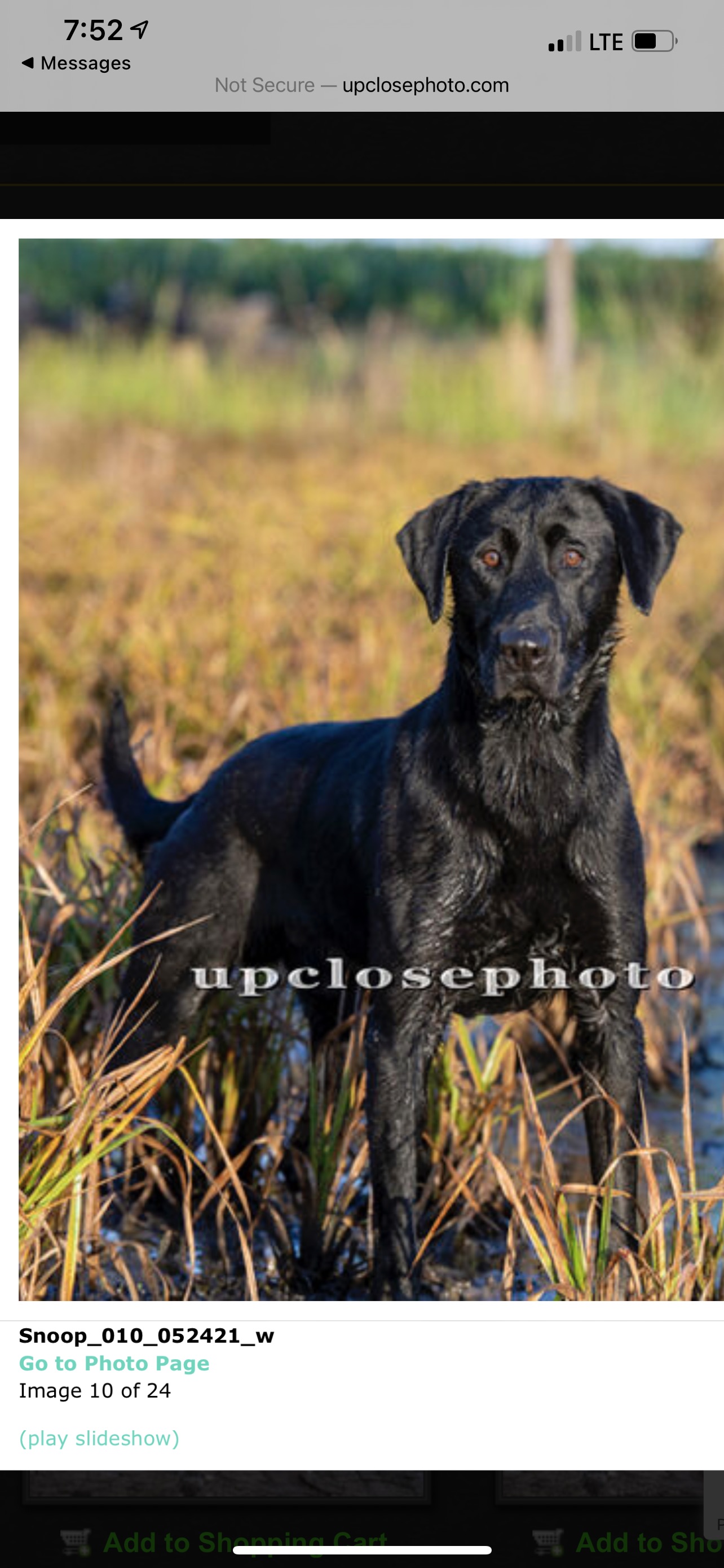 HR B4s Red Barron Assassin | Black Labrador Retriver