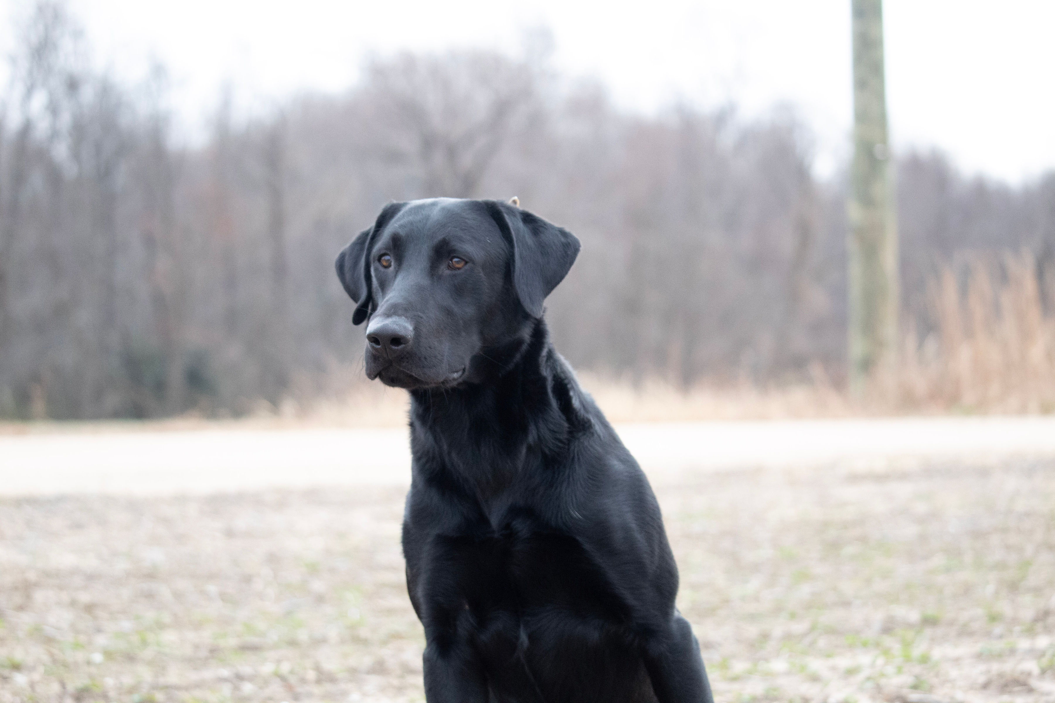 HRCH Northern Airs Midnight Rambler MH | Black Labrador Retriver