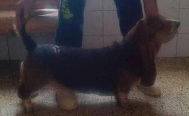 Urja di Lago Ombroso | Basset Hound 