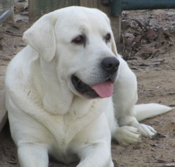 Gabriel’s Top-dawgs Sugar Bear | Yellow Labrador Retriver