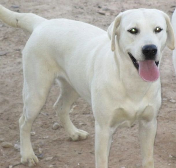 Gabriel’s Top-dawgs Grace | Yellow Labrador Retriver