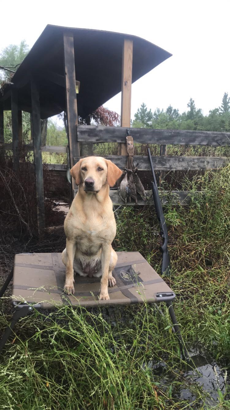 Stella’s Addi Kate | Yellow Labrador Retriver