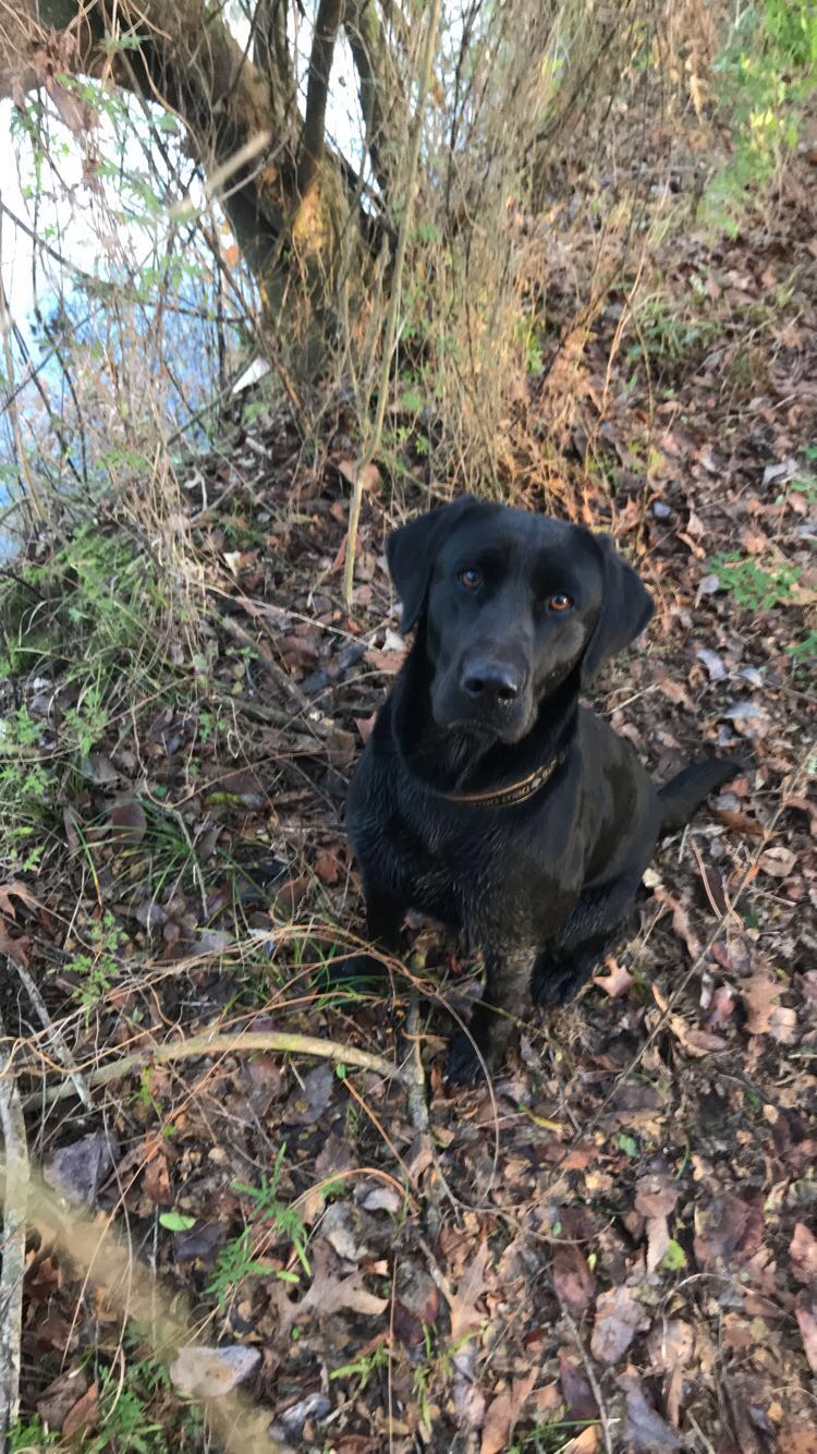 Tensas Tessy Blake | Black Labrador Retriver