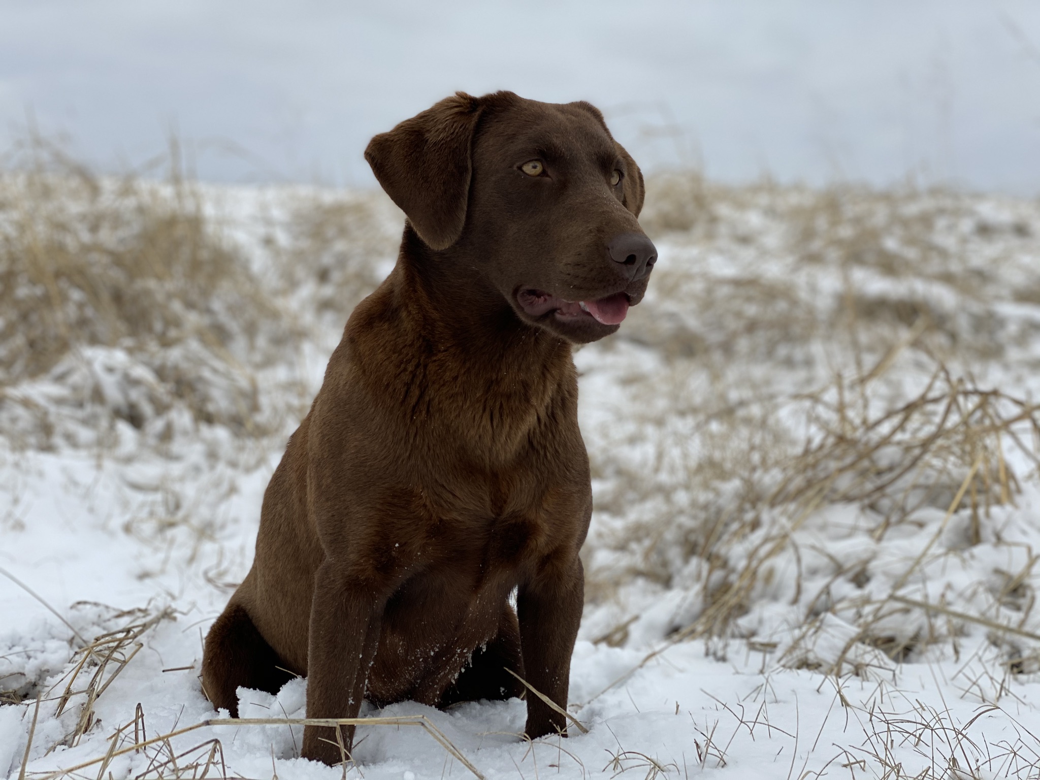 CPR Black Bear’s Rebel With A Pebble | Chocolate Labrador Retriver