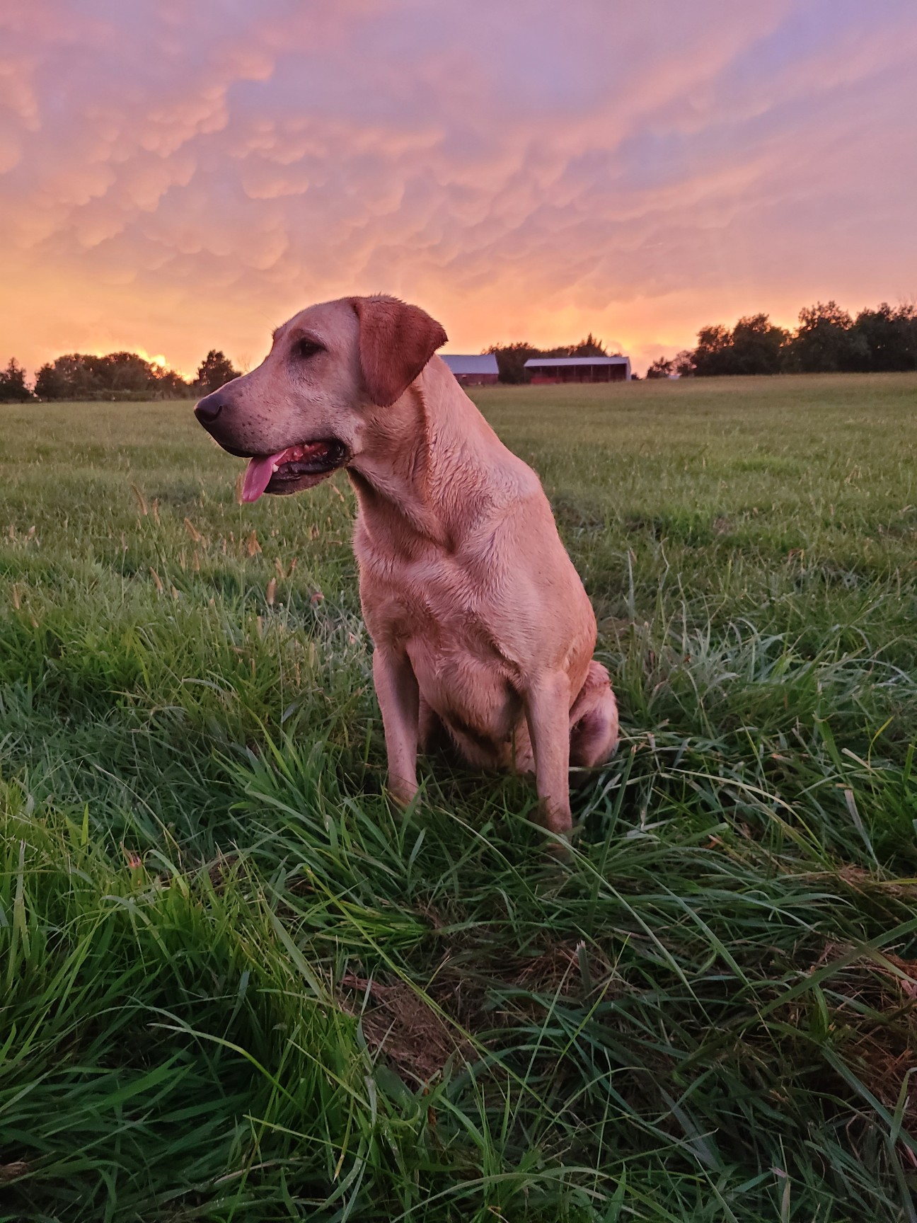 Wolf Creeks Scavenger From Jakku MH | Yellow Labrador Retriver