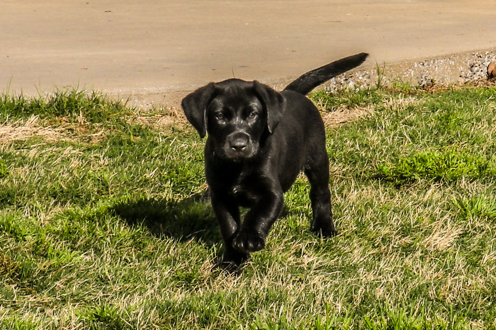 Swenson’s Bayou Teche  Outlaw | Black Labrador Retriver