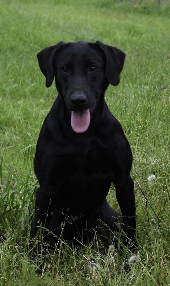 MTR's So Troublesome JH | Black Labrador Retriver