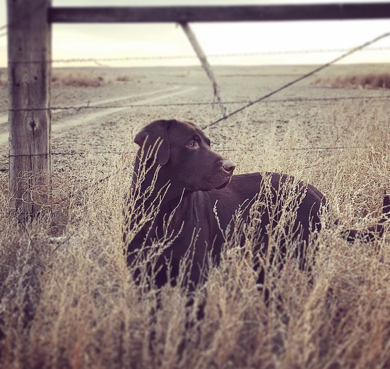 Dak Lucky Dutch Pike | Chocolate Labrador Retriver