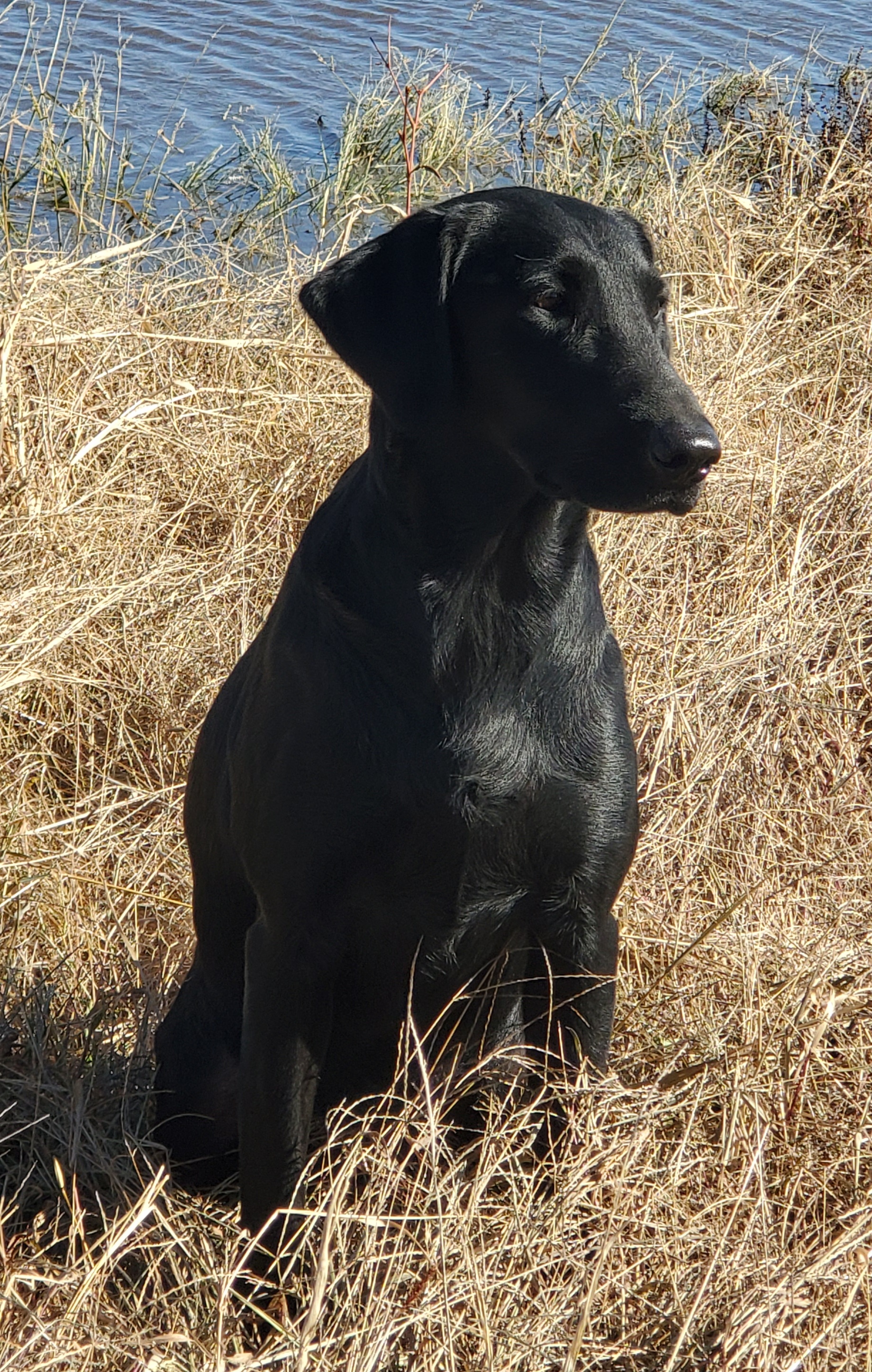 Mighty Mouse's Midnight Jewell | Black Labrador Retriver