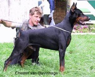 Chester v. Stevinhage | Black Doberman Pinscher