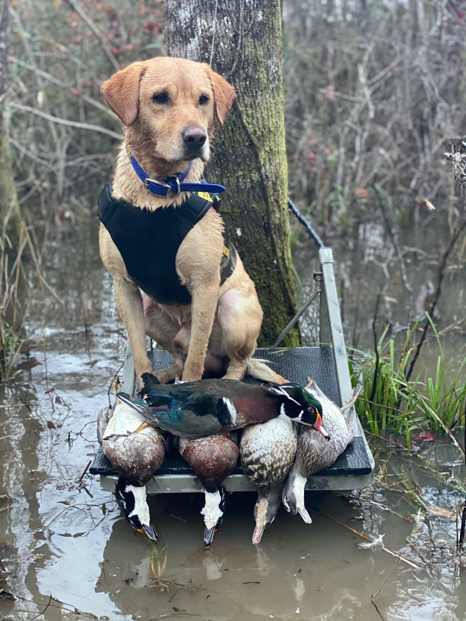 HR B4s Bringing Out The Big Gun | Yellow Labrador Retriver