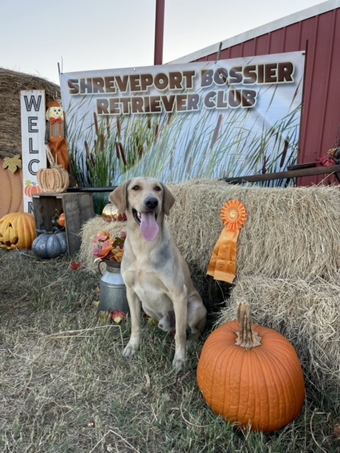 HR Just Set The Cruise SH | Yellow Labrador Retriver