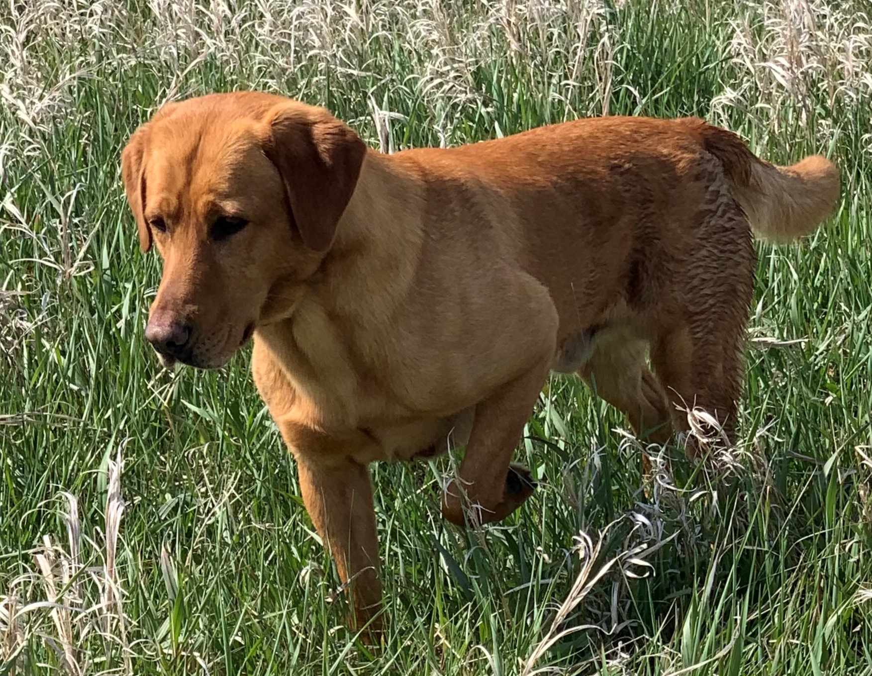 4xGMPR High Calibers Atta Boy Crew | Yellow Labrador Retriver