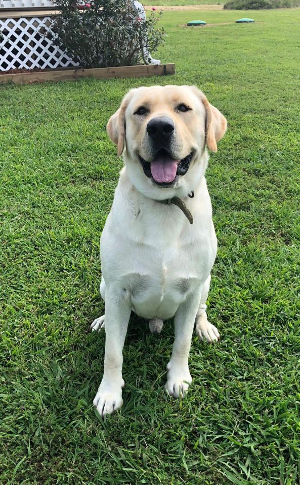 Boomer Drake Rye | Yellow Labrador Retriver