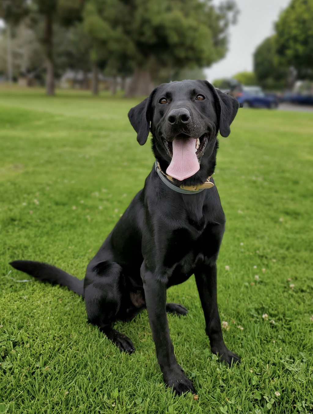 Rainmaker's Le Vaillant Noir | Black Labrador Retriver