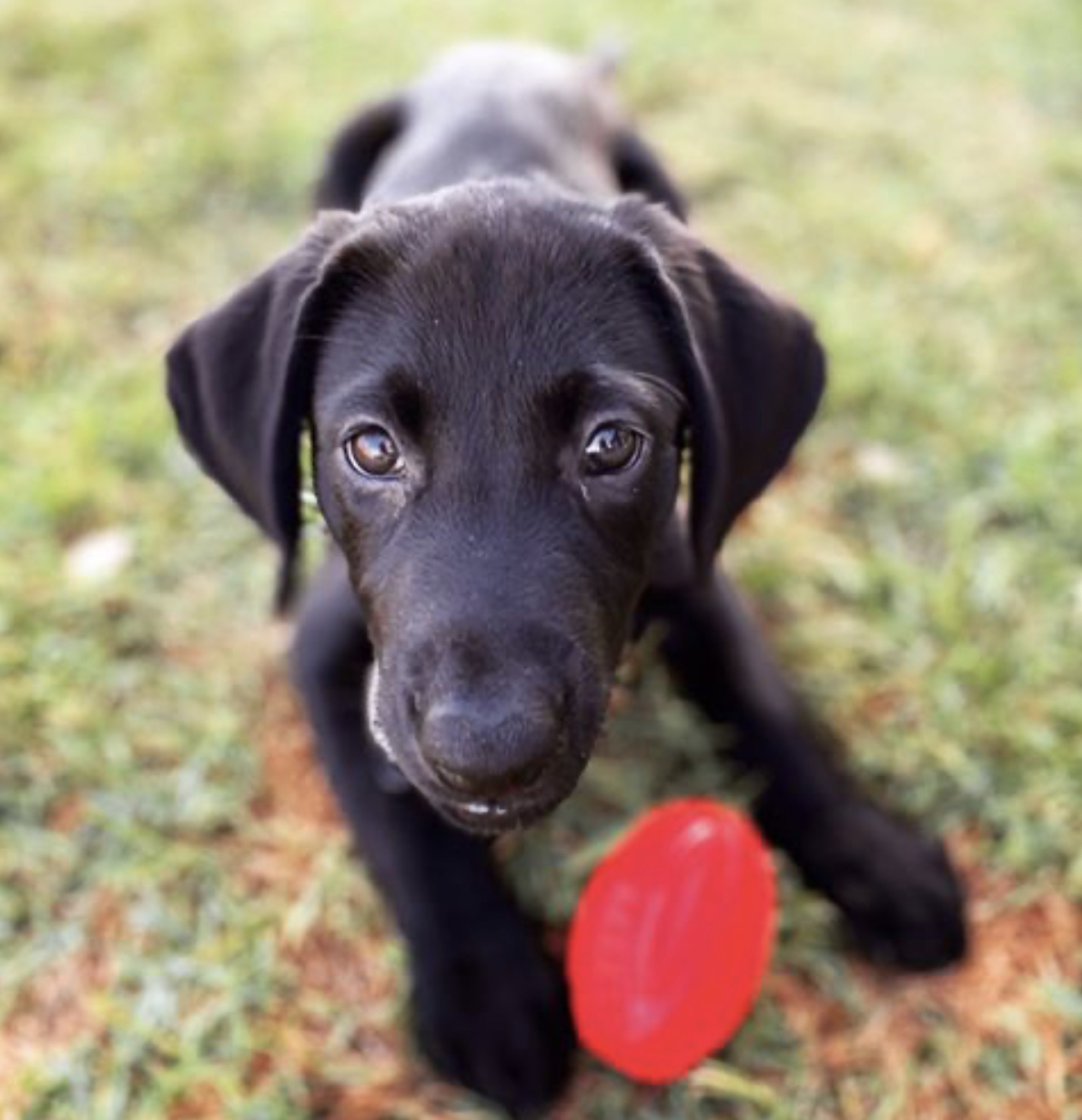 Rainmaker's Le Vaillant Noir | Black Labrador Retriver