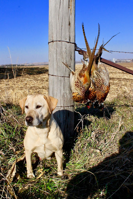 Rock River's Briar Patch | Yellow Labrador Retriver