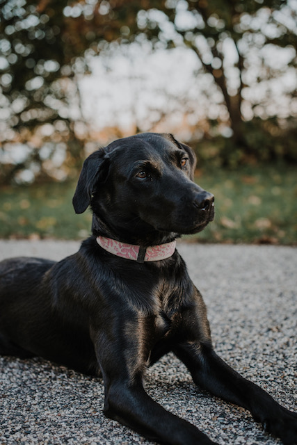 Ladie Liberty JH | Black Labrador Retriver