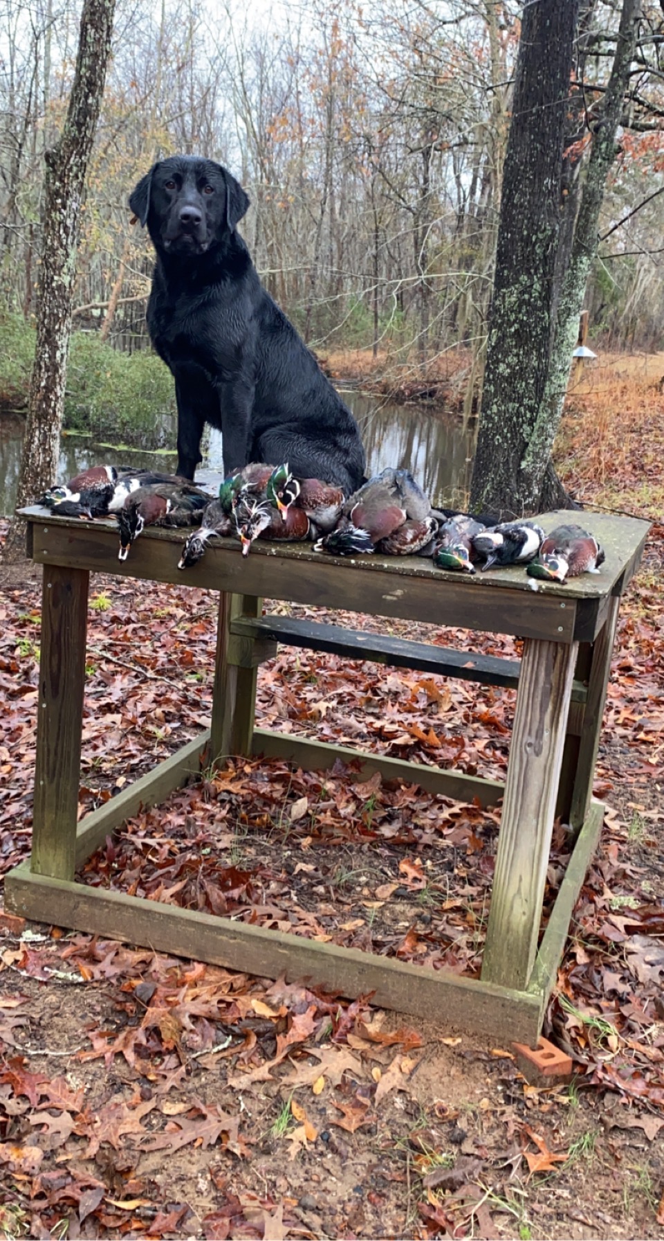 HR Jen And Juice's Smoking Ace | Black Labrador Retriver