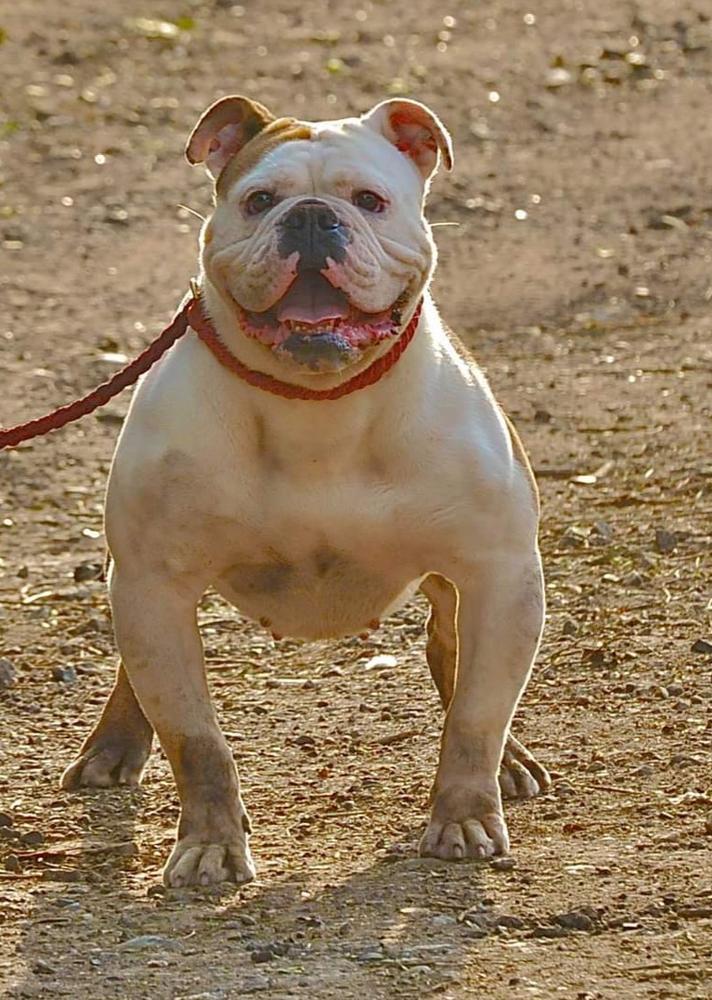 Nbbz' Turkish | Olde English Bulldogge 