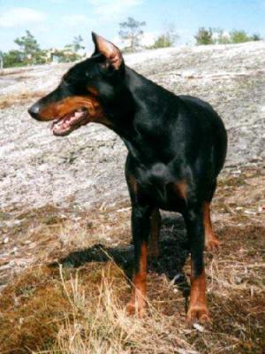 Optimistic Rasberry | Black Doberman Pinscher