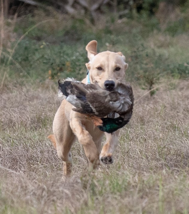 SHR Shinebrite Rum Is The Reason "Toby" BN JH AX AXJ XF BCAT DS CGC TKI WC | Yellow Labrador Retriver