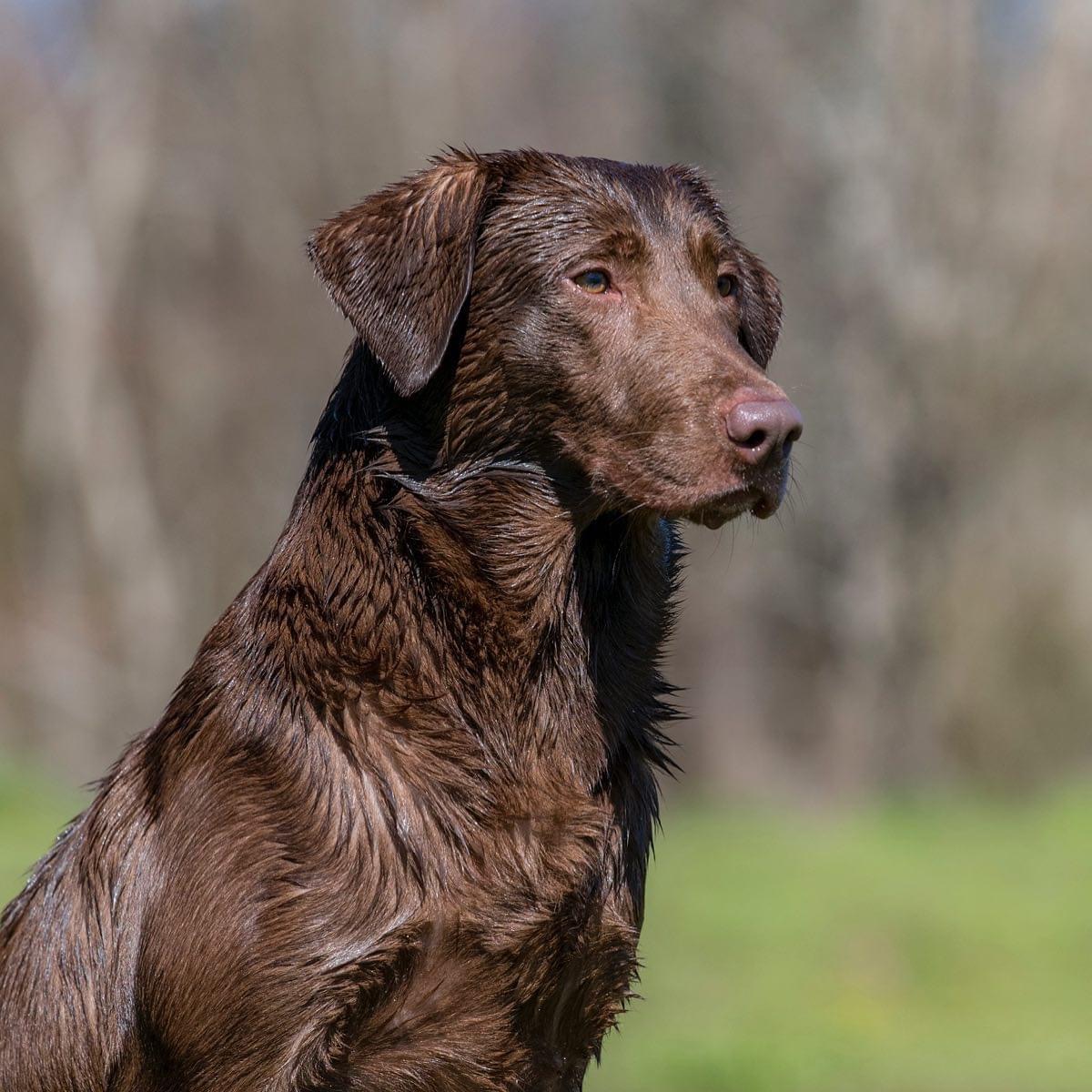 HR Gator Point's My My Boogie Shoes MH | Chocolate Labrador Retriver