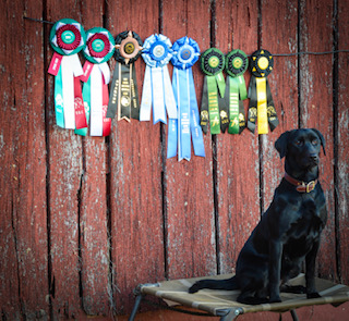 HRCH Chris's Lucky Pride Ember | Black Labrador Retriver