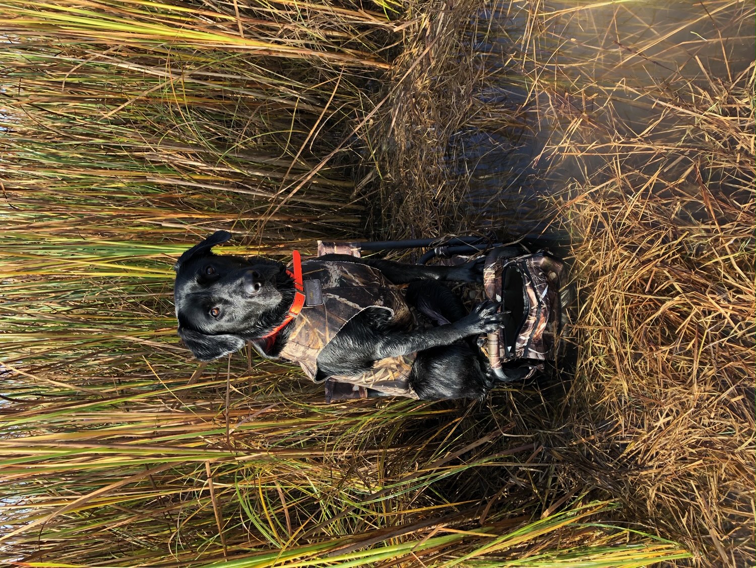 Fischer's Bailey Nicole | Black Labrador Retriver