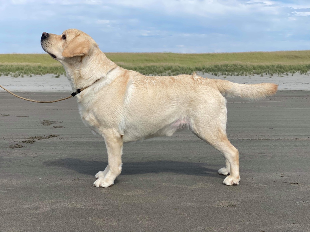 Julsby Celtic Rogue | Yellow Labrador Retriver