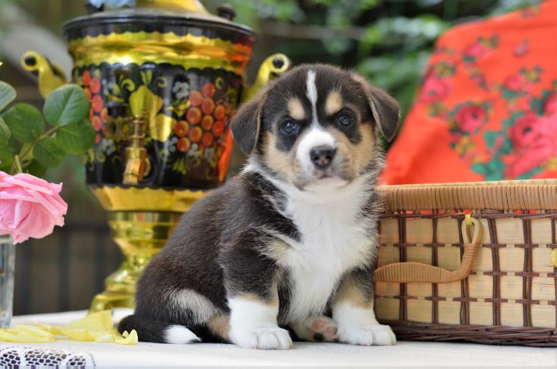 SEVASTOPOLSKIY VALS  VAN  ?AN SHOW | Cardigan Welsh Corgi 