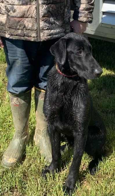 BFE Cranky Cowboy Cody MH | Black Labrador Retriver