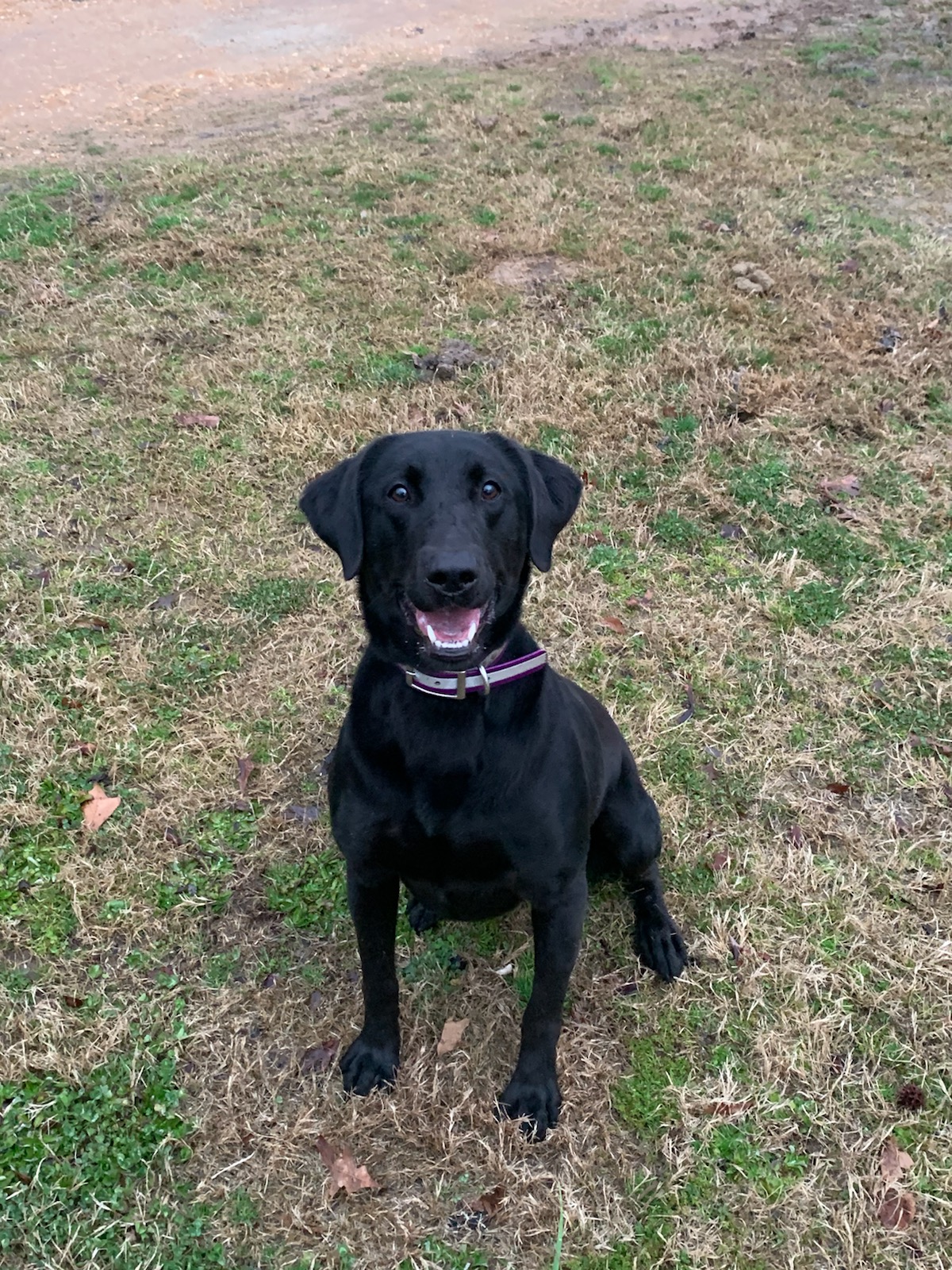 BFE Duckman River Indian Outlaw | Black Labrador Retriver