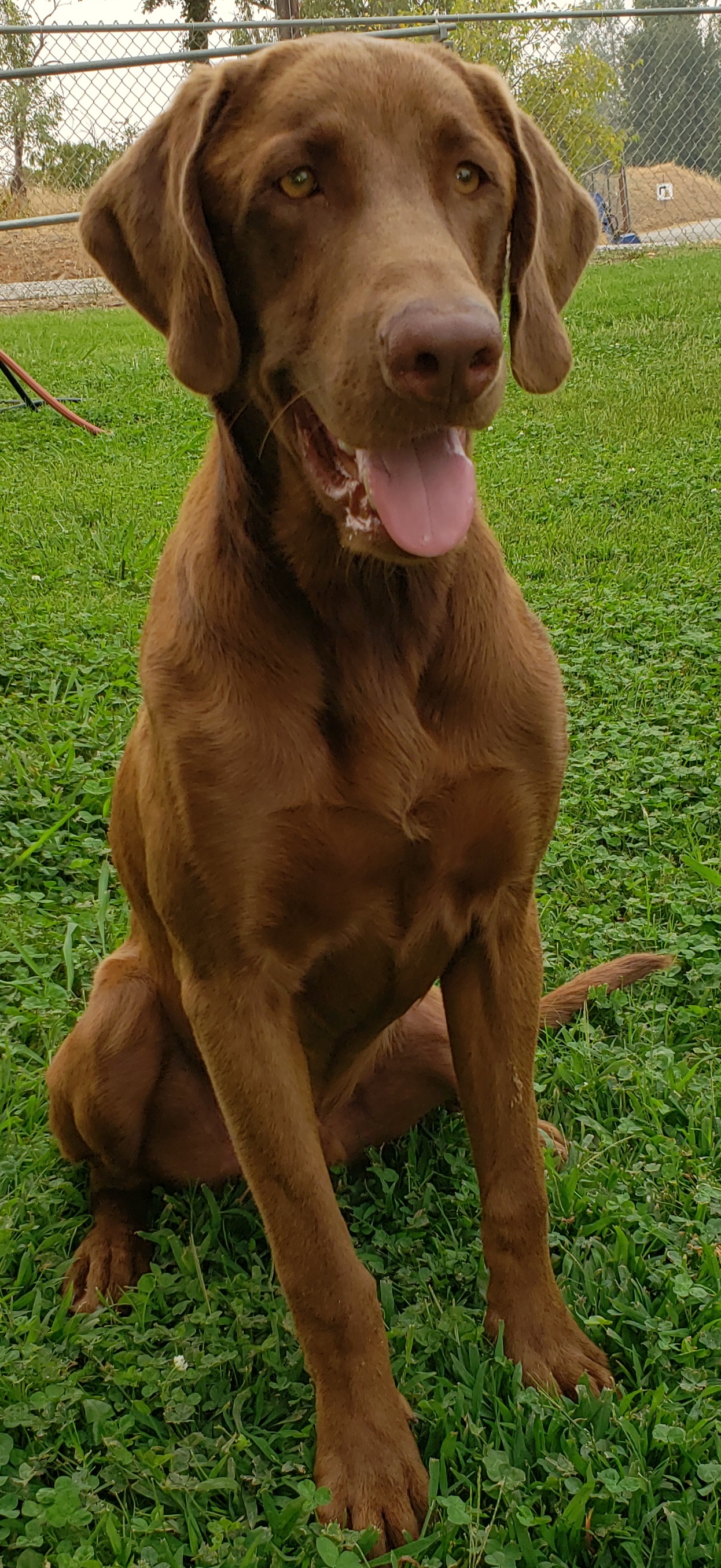 Fen Oak's Chip Off The Old Block | Chocolate Labrador Retriver