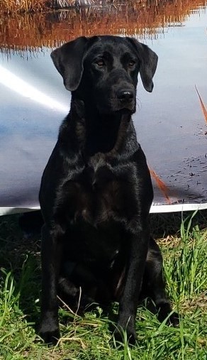 HRCH OGF Lizzie Pickett MH | Black Labrador Retriver