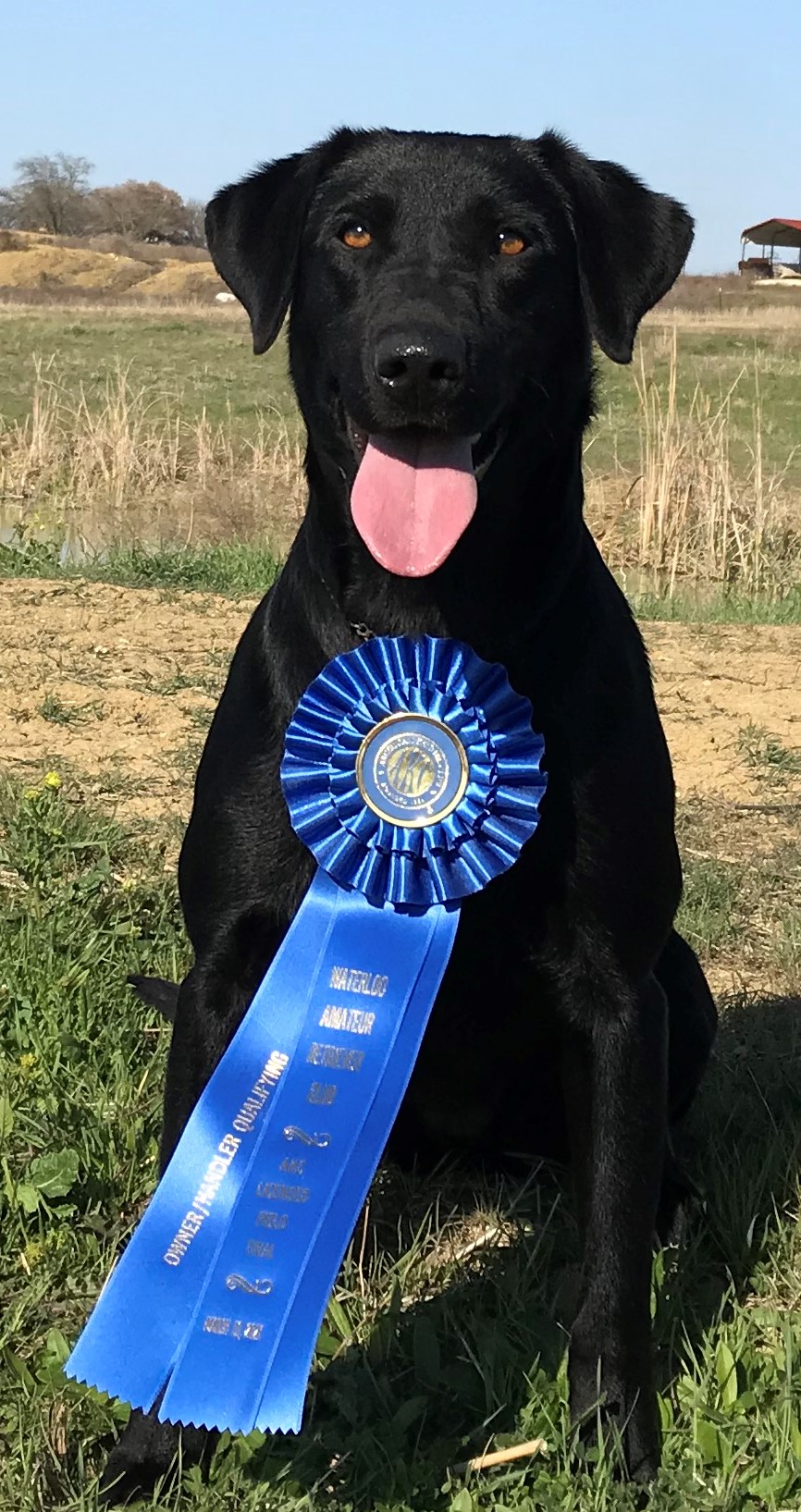 OGF Matty Roberts QA2 | Black Labrador Retriver