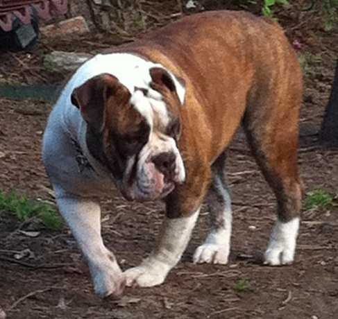 Texas Outlaw's Lady Matilda | Olde English Bulldogge 