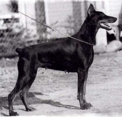 Gravin Nouk v. Schieland' Dobermanns | Black Doberman Pinscher