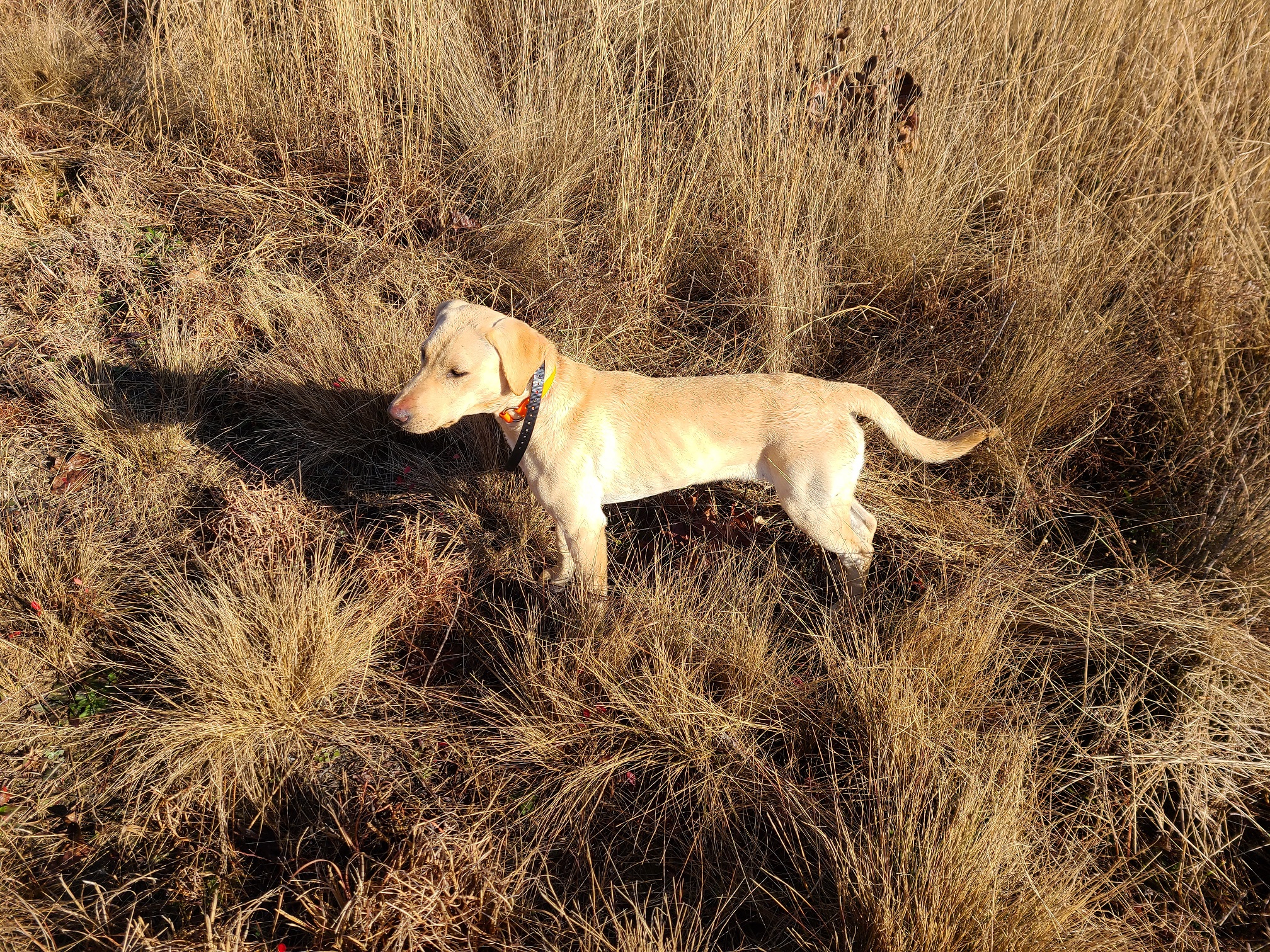 1.5XGMPR  HR Excalibur's Fire And Ice Of RVK | Yellow Labrador Retriver