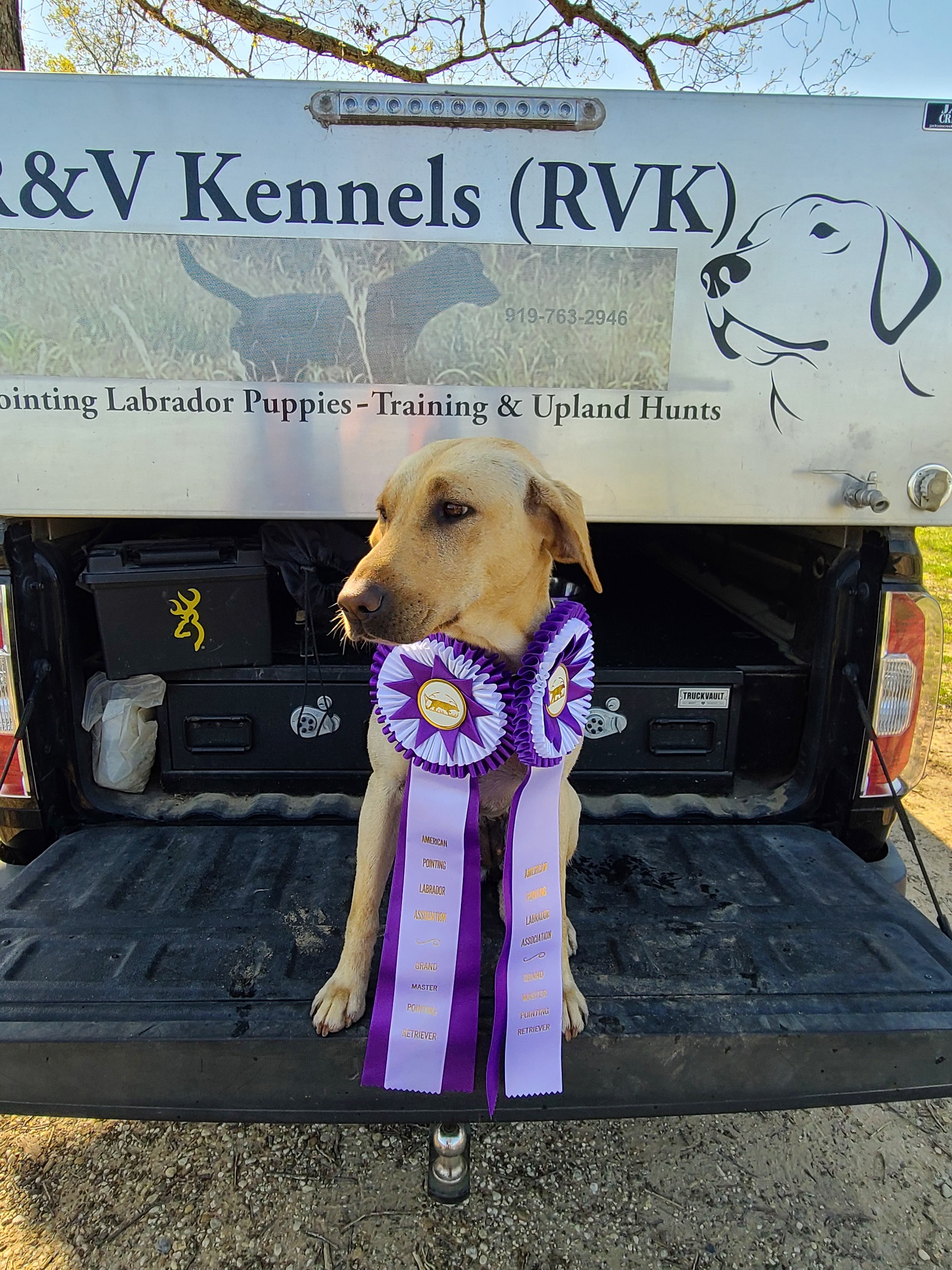 1.5XGMPR  HR Excalibur's Fire And Ice Of RVK | Yellow Labrador Retriver