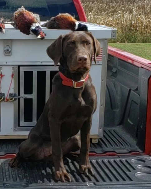 HR Our Gangs Little Rascal Petey | Chocolate Labrador Retriver