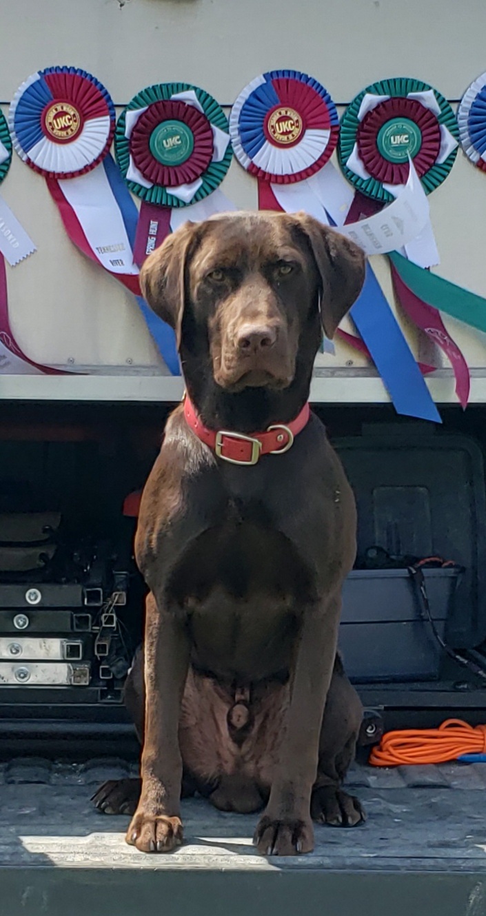 HR Our Gangs Little Rascal Petey | Chocolate Labrador Retriver