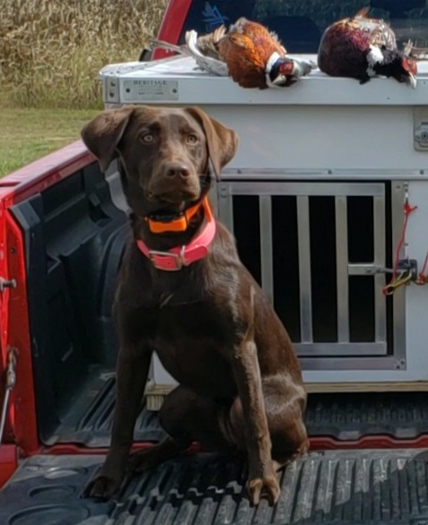 SHR CPR OG's You Got Some 'Splaining To Do | Chocolate Labrador Retriver