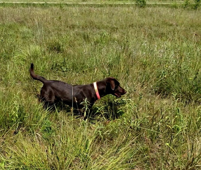 SHR CPR OG's You Got Some 'Splaining To Do | Chocolate Labrador Retriver