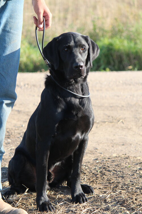 APR Sunrise Farm's Big Jake JH | Black Labrador Retriver