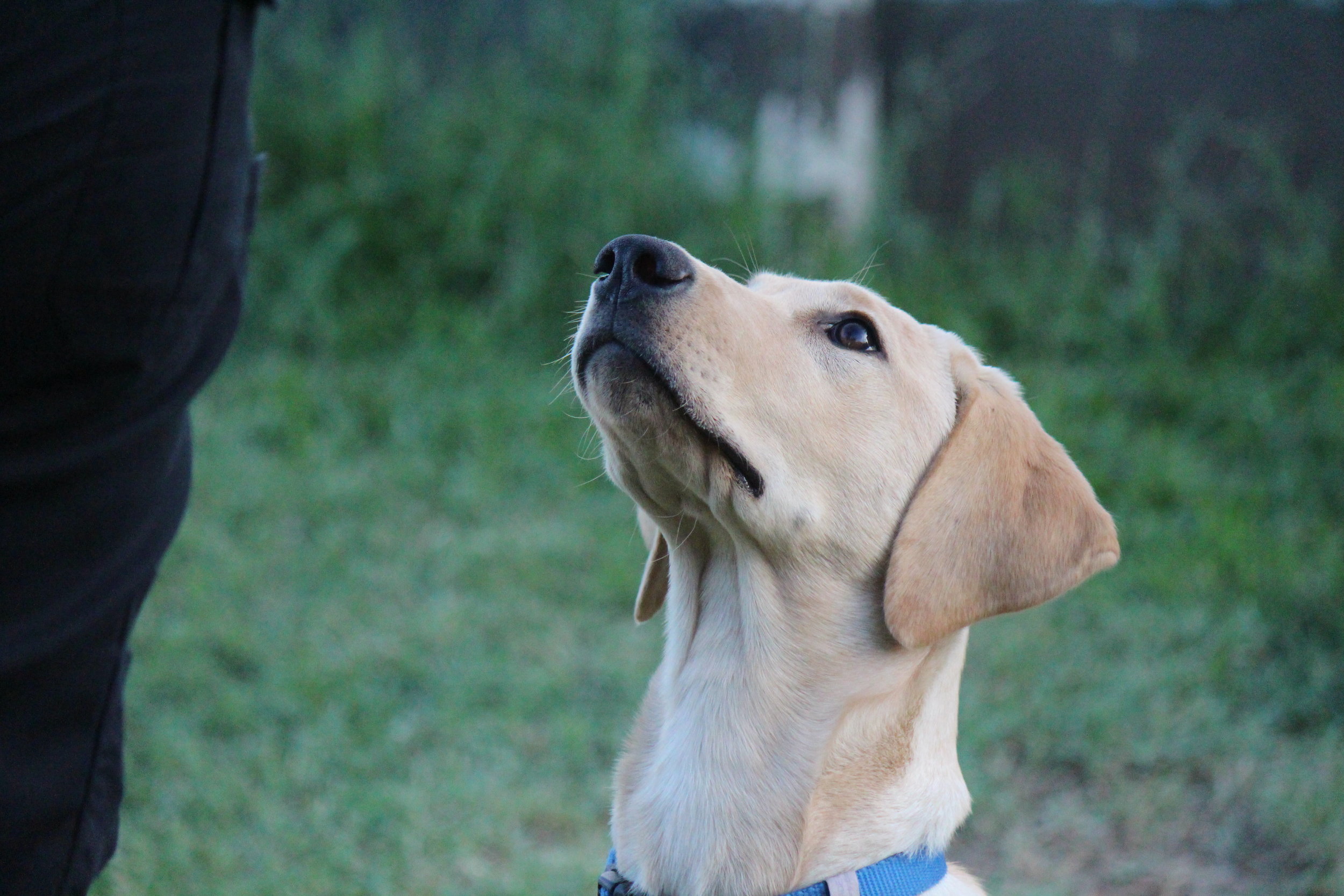 Sunrise Farm's Out On Bail | Yellow Labrador Retriver