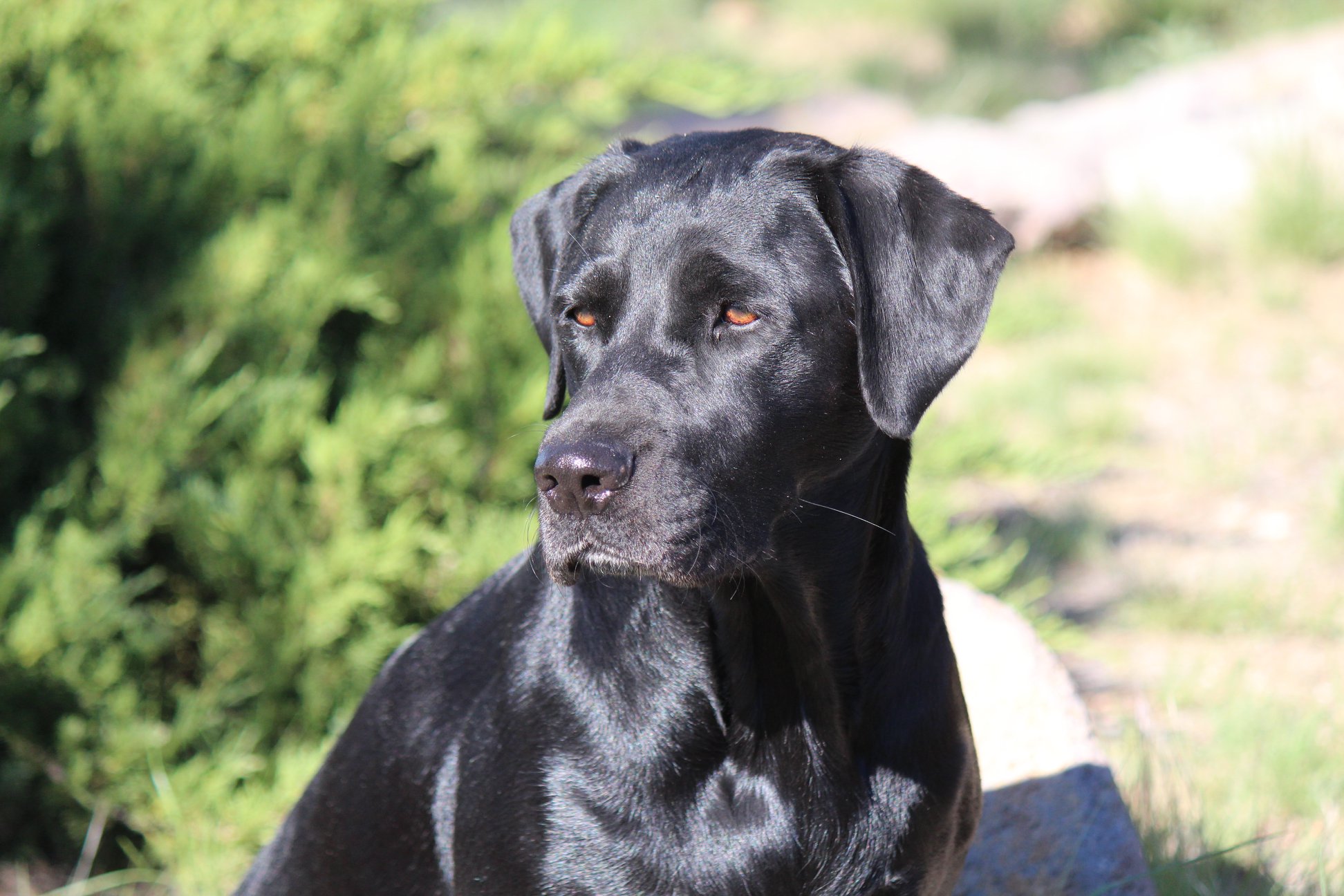 Sunrise's Daisy Dukes | Black Labrador Retriver