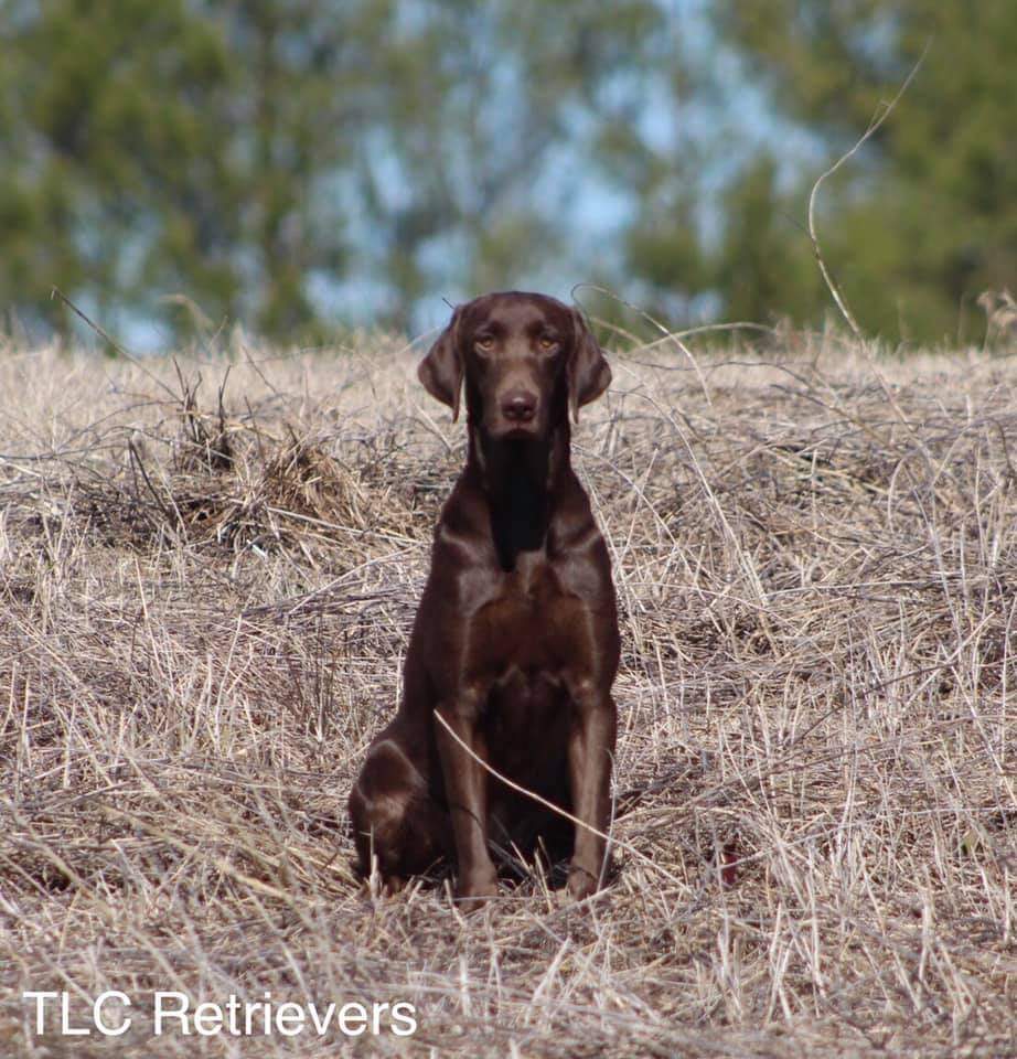 HR  Tlc's Down By The River In The Full Moon Light MH | Chocolate Labrador Retriver