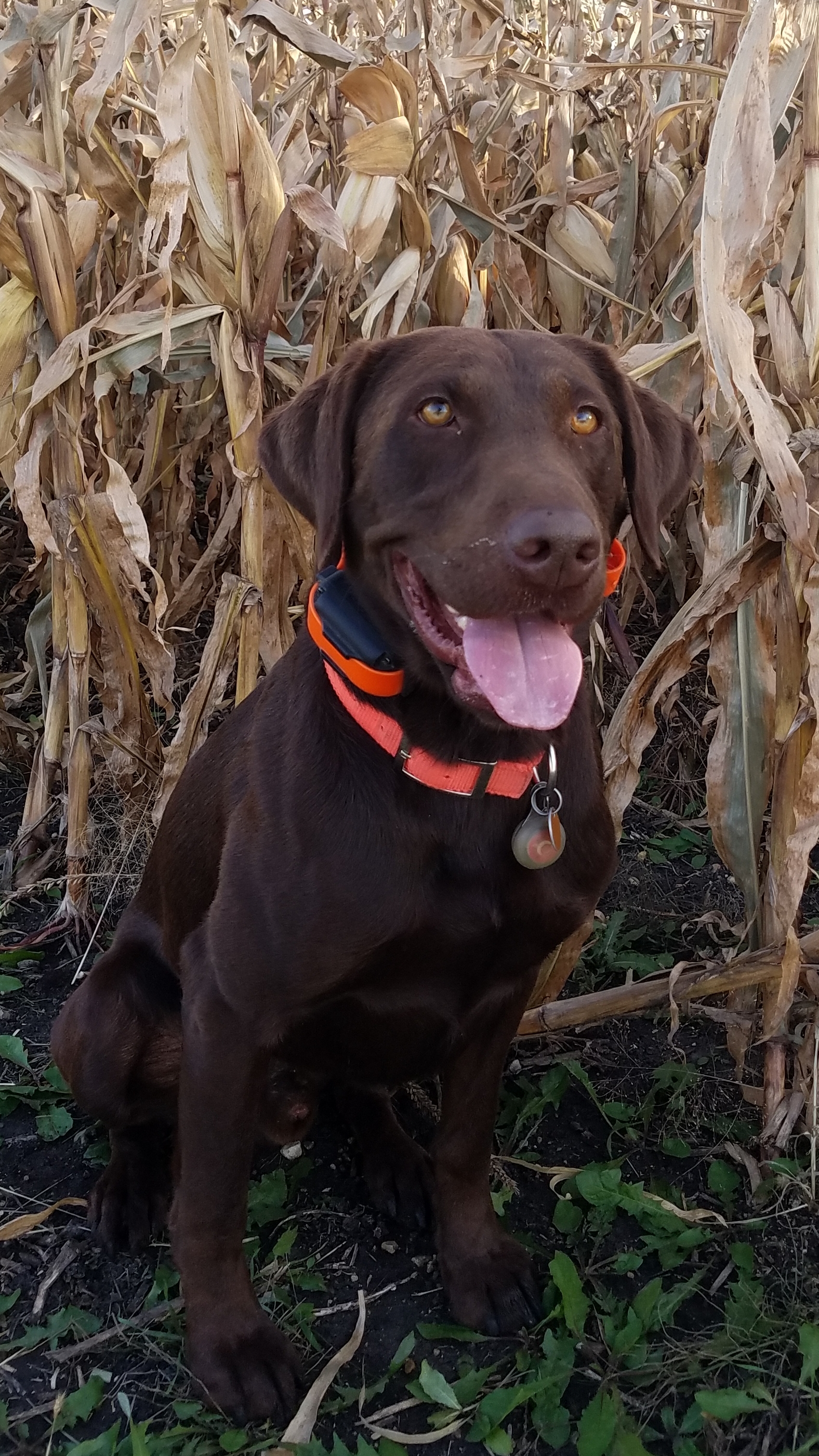 Bucky's Boy Clancy SH | Chocolate Labrador Retriver