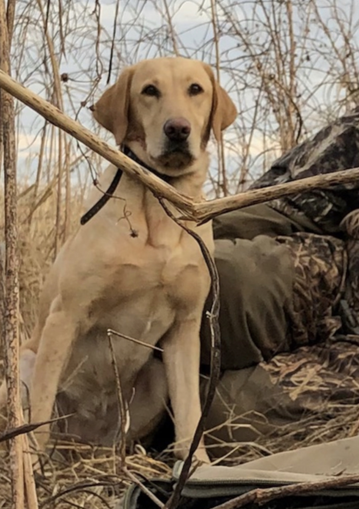 Deadfall's Maybe She Can | Yellow Labrador Retriver